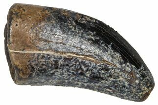 Serrated Tyrannosaur Tooth - Judith River Formation #381200