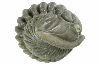 Wide Enrolled Flexicalymene Trilobite - Mt Orab, Ohio #380283