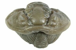 Wide Enrolled Flexicalymene Trilobite - Mt Orab, Ohio #380297