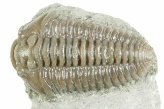 Prone Flexicalymene Trilobite - Mt Orab, Ohio #380331
