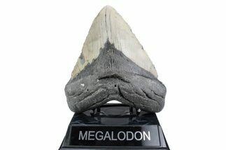 Huge, Fossil Megalodon Tooth - North Carolina #381348