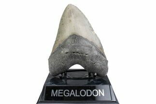 Serrated, Fossil Megalodon Tooth - North Carolina #381349