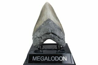 Fossil Megalodon Tooth - North Carolina #381360
