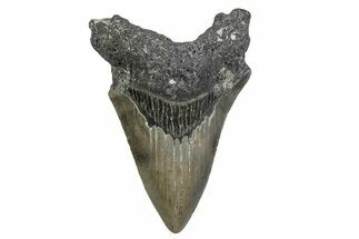 Serrated, Fossil Megalodon Tooth - North Carolina #381369