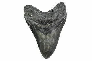 Serrated, Fossil Megalodon Tooth - North Carolina #381370