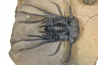 Huge, Spiny Dicranurus Trilobite With Reedops - Lghaft, Morocco #381467