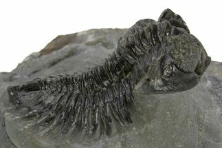 Bug-Eyed Coltraneia Trilobite Fossil - Ofaten, Morocco #381477