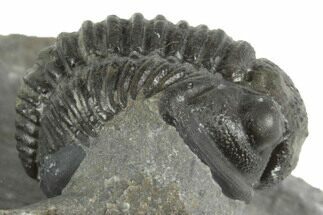 Curled Proetid (Gerastos) Trilobite Fossil - Morocco #377281
