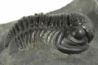 Detailed Gerastos Trilobite Fossil - Morocco #377316