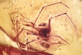 Detailed Fossil Spider (Araneae) In Baltic Amber #381214