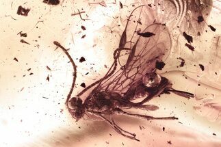 Detailed Fossil Parasitoid Wasp and True Midge In Baltic Amber #381232