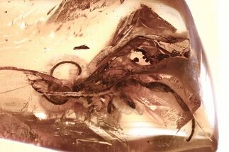 Detailed Fossil Ichneumon Wasp (Ichneumonidae) In Baltic Amber #381248