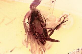 Fossil Tumbling Flower Beetle (Mordellidae) in Baltic Amber #381276