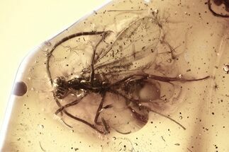 Detailed Fossil Long-Legged Flies, Mites, and an Ant in Baltic Amber #381330