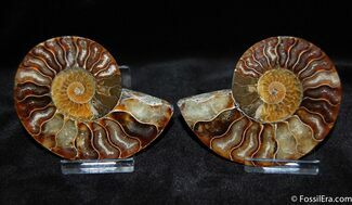 Split and Polished Ammonite - Inches Wide #373