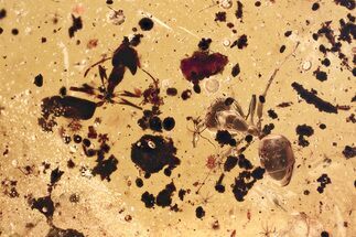 Two Detailed Fossil Ants (Formicidae) In Baltic Amber #381493
