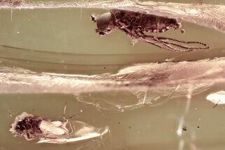 Fossil Fly (Microphorinae) and Midges (Chironomidae) In Baltic Amber #381502