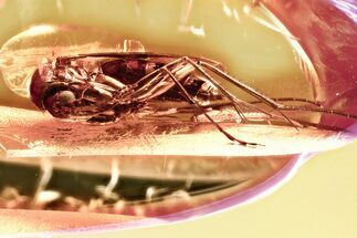 Detailed Fossil Fungus Gnat (Mycetophilidae) In Baltic Amber #381504