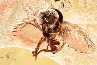 Detailed Fossil Black Fly (Simuliidae) In Baltic Amber #381515