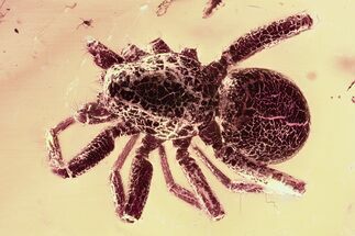 Detailed Fossil Spider (Araneae) In Baltic Amber #381533