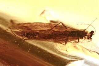 Detailed Fossil Caddisfly (Trichoptera) In Baltic Amber #381566
