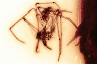Fossil Assassin Spider (Archaeidae) In Baltic Amber - Rare! #381573
