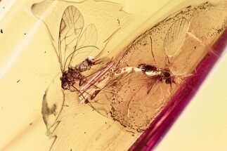 Detailed Fossil Barklouse and Moth Fly In Baltic Amber #381597
