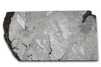 Nantan Iron Meteorite ( g) Slice - China #381549