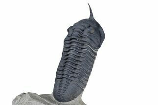 Gorgeous Morocconites Trilobite Fossil - Ofaten, Morocco #381556