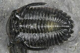 Multi-Toned Hollardops Trilobite With Gerastos #381560