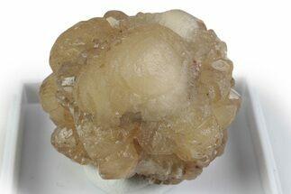 Citrine Quartz Star Pseudomorph after Ikaite - Morocco #381429