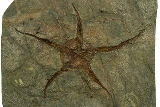 Huge, Ordovician Brittle Star (Ophiura) Fossil - Morocco #381653