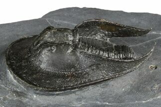 Excellent Scotoharpes Trilobite - Boudib, Morocco #381577