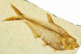 Detailed Fossil Fish (Diplomystus) - Wyoming #379491