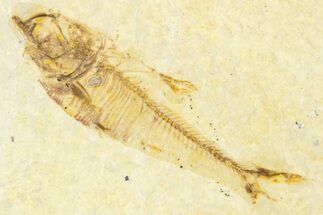 Bargain, Fossil Fish (Diplomystus) - Wyoming #379499