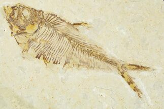 Detailed Fossil Fish (Diplomystus) - Wyoming #379502