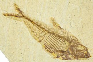 Bargain, Fossil Fish (Diplomystus) - Wyoming #379506