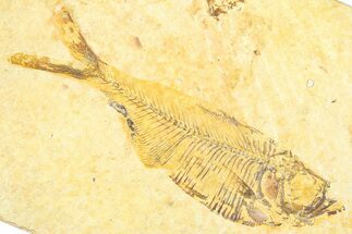 Bargain, Fossil Fish (Diplomystus) - Wyoming #379510