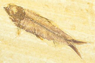 Detailed Fossil Fish (Knightia) - Wyoming #379517