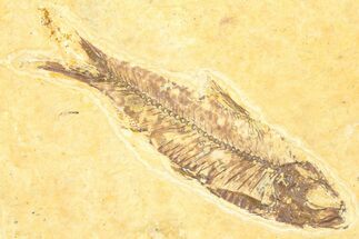 Detailed Fossil Fish (Knightia) - Wyoming #379524