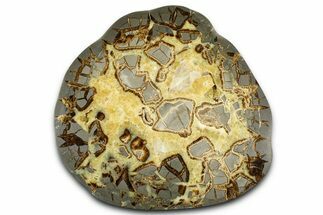 Polished Septarian Slab - Utah #381478