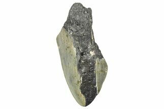 Partial, Fossil Megalodon Tooth - North Carolina #381538