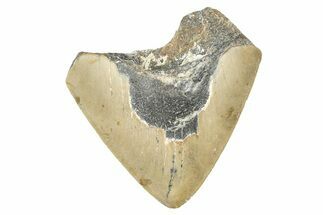 Partial, Fossil Megalodon Tooth - North Carolina #381542