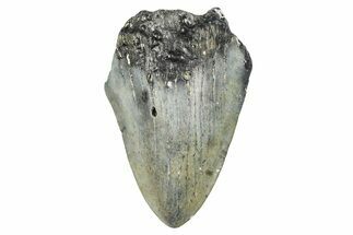 Partial, Fossil Megalodon Tooth - North Carolina #381543