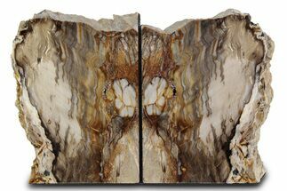 Polished Petrified Wood Bookends - Washington #382139