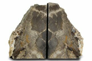 Petrified Wood (Oak) Bookends - Oregon #382147