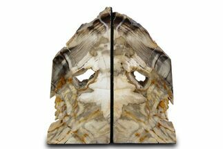 Tall Colorful Petrified Wood Bookends - Washington #382149
