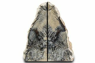 Tall Petrified Wood Bookends - Sweet Home, Oregon #382166