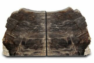 Polished Petrified Wood Bookends - Washington #382172
