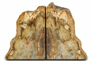 Tall Colorful Petrified Wood Bookends - Washington #382176